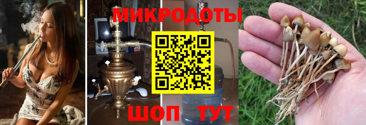 Псилоцибиновые грибы Psilocybine cubensis Усть-Джегута